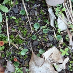 Corysanthes incurva (Slaty Helmet Orchid) at Aranda Bushland - 11 Jun 2021 by CathB