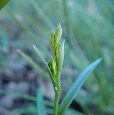 Bunochilus umbrinus (Broad-sepaled Leafy Greenhood) at Aranda Bushland - 11 Jun 2021 by CathB