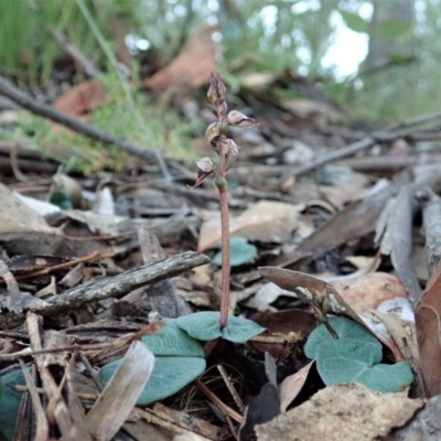 Acianthus collinus (Inland Mosquito Orchid) at Aranda Bushland - 12 May 2021 by CathB