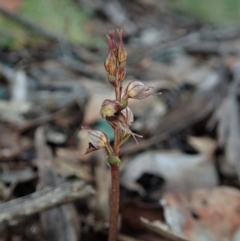 Acianthus collinus at Holt, ACT - suppressed