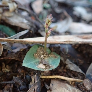 Acianthus collinus at Holt, ACT - suppressed