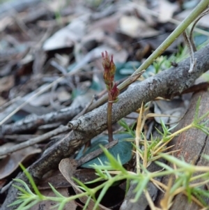 Acianthus collinus at Holt, ACT - 12 May 2021