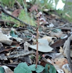 Acianthus collinus (Inland Mosquito Orchid) at Holt, ACT - 11 Jun 2021 by CathB