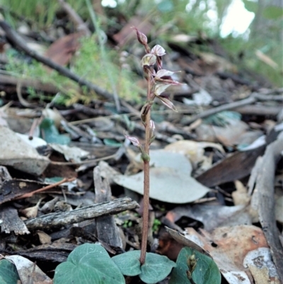 Acianthus collinus (Inland Mosquito Orchid) at Aranda Bushland - 11 Jun 2021 by CathB