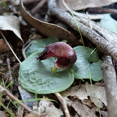 Corysanthes hispida (Bristly Helmet Orchid) at Point 4081 - 11 Apr 2021 by CathB