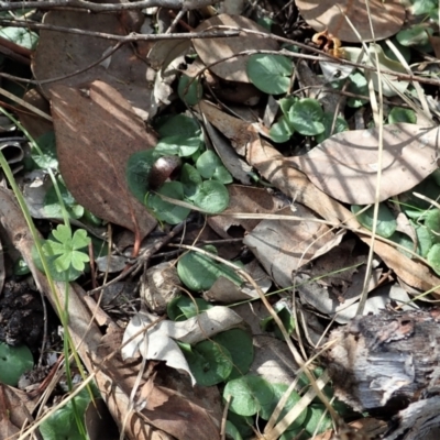 Corysanthes hispida (Bristly Helmet Orchid) at Aranda, ACT - 11 Apr 2021 by CathB