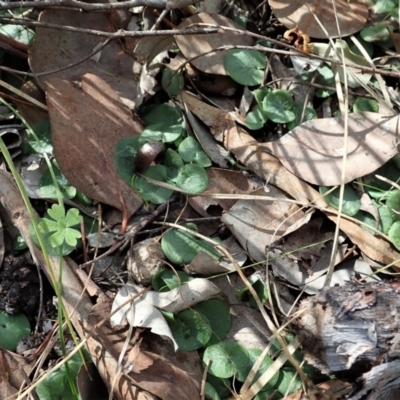 Corysanthes hispida (Bristly Helmet Orchid) at Aranda Bushland - 11 Apr 2021 by CathB