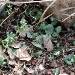 Corysanthes hispida at Aranda, ACT - suppressed