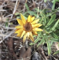 Xerochrysum viscosum (Sticky Everlasting) at Googong Foreshore - 13 Jun 2021 by Ned_Johnston