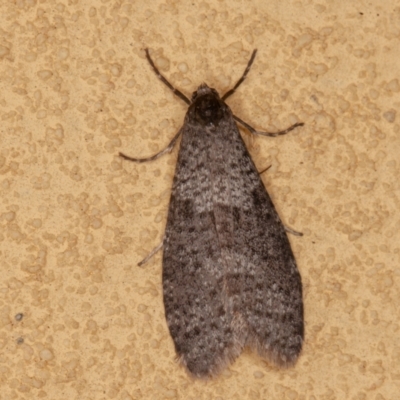 Lepidoscia adelopis, annosella and similar species (A Case moth) at Symonston, ACT - 14 Jun 2021 by rawshorty