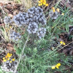 Chrysocephalum semipapposum (Clustered Everlasting) at Googong Foreshore - 13 Jun 2021 by Ned_Johnston