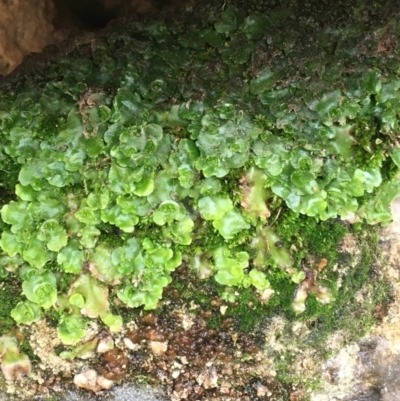 Lunularia cruciata (A thallose liverwort) at Googong Foreshore - 14 Jun 2021 by Ned_Johnston