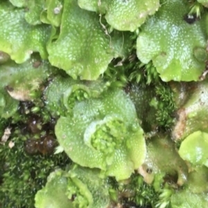 Lunularia cruciata at Burra, NSW - 14 Jun 2021 10:17 AM