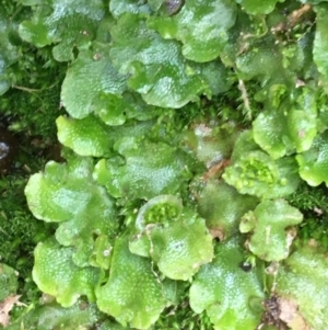 Lunularia cruciata at Burra, NSW - 14 Jun 2021 10:17 AM