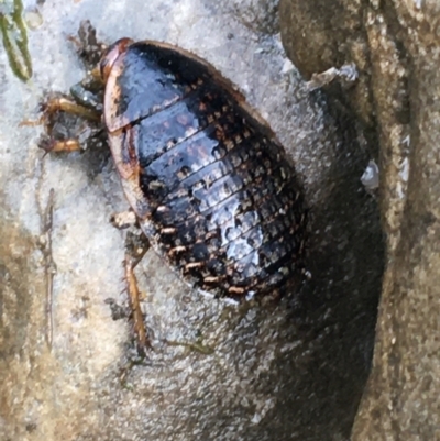 Calolampra sp. (genus) (Bark cockroach) at Burra, NSW - 14 Jun 2021 by NedJohnston