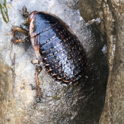 Calolampra sp. (genus) (Bark cockroach) at Googong Foreshore - 14 Jun 2021 by Ned_Johnston
