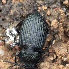 Adelium porcatum (Darkling Beetle) at Googong Foreshore - 14 Jun 2021 by Ned_Johnston