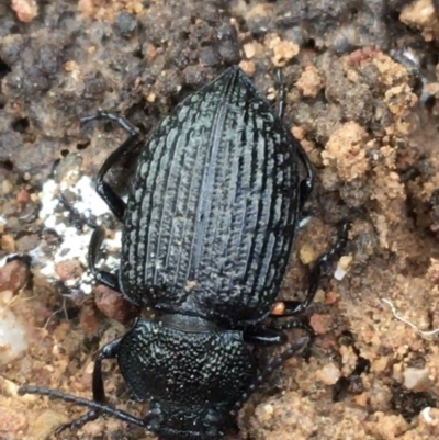 Adelium porcatum (Darkling Beetle) at Googong Foreshore - 14 Jun 2021 by Ned_Johnston