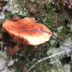 Unidentified Cap on a stem; gills below cap [mushrooms or mushroom-like] at Googong Foreshore - 14 Jun 2021 by Ned_Johnston