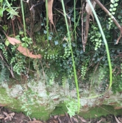 Asplenium flabellifolium (Necklace Fern) at Burra, NSW - 14 Jun 2021 by Ned_Johnston