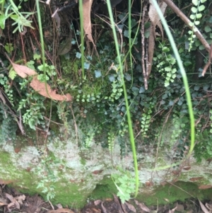 Asplenium flabellifolium at Burra, NSW - 14 Jun 2021 11:30 AM