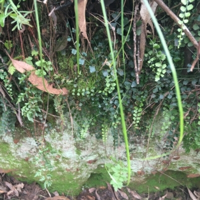 Asplenium flabellifolium (Necklace Fern) at Burra, NSW - 14 Jun 2021 by Ned_Johnston