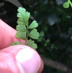 Asplenium flabellifolium at Burra, NSW - 14 Jun 2021 11:30 AM