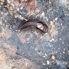 Ambigolimax sp. (valentius and waterstoni) (Striped Field Slug) at Googong Foreshore - 14 Jun 2021 by Ned_Johnston