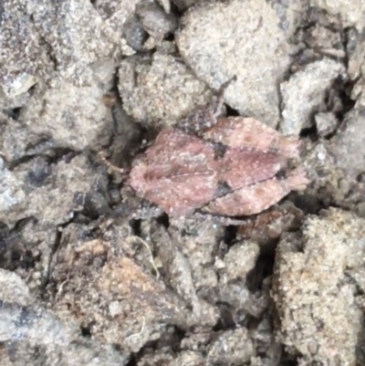 Tetrigidae (family) (Pygmy grasshopper) at Googong Reservoir - 14 Jun 2021 by Ned_Johnston