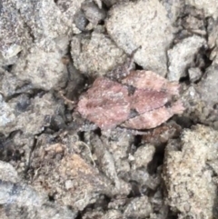 Tetrigidae (family) (Pygmy grasshopper) at Googong Foreshore - 14 Jun 2021 by Ned_Johnston