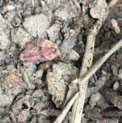 Tetrigidae (family) at Googong Reservoir - 14 Jun 2021 12:06 PM