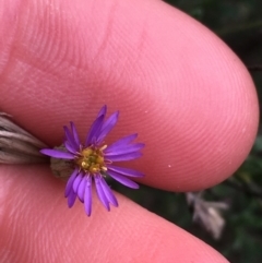 Vittadinia cuneata var. cuneata (Fuzzy New Holland Daisy) at Burra, NSW - 14 Jun 2021 by NedJohnston