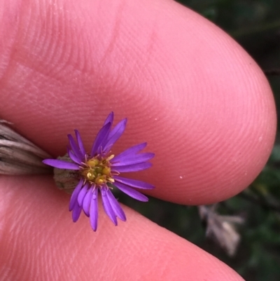 Vittadinia cuneata var. cuneata (Fuzzy New Holland Daisy) at Burra, NSW - 14 Jun 2021 by NedJohnston