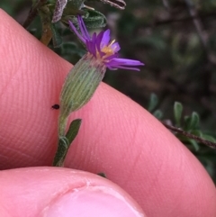 Vittadinia cuneata var. cuneata at Burra, NSW - 14 Jun 2021