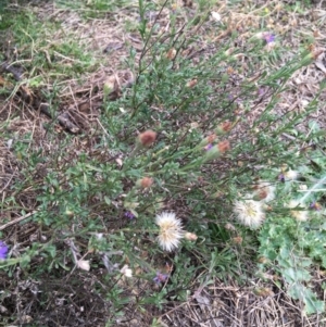 Vittadinia cuneata var. cuneata at Burra, NSW - 14 Jun 2021