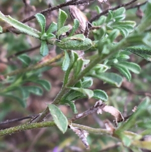 Vittadinia cuneata var. cuneata at Burra, NSW - 14 Jun 2021