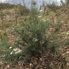 Cassinia longifolia (Shiny Cassinia, Cauliflower Bush) at Googong Reservoir - 14 Jun 2021 by Ned_Johnston