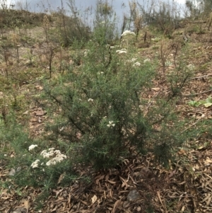 Cassinia longifolia at Burra, NSW - 14 Jun 2021 01:43 PM