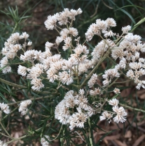 Cassinia longifolia at Burra, NSW - 14 Jun 2021