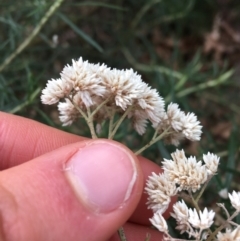 Cassinia longifolia at Burra, NSW - 14 Jun 2021 01:43 PM