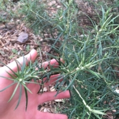 Cassinia longifolia at Burra, NSW - 14 Jun 2021