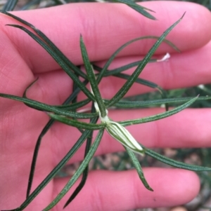 Cassinia longifolia at Burra, NSW - 14 Jun 2021