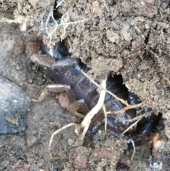 Urodacus manicatus (Black Rock Scorpion) at Googong Foreshore - 14 Jun 2021 by Ned_Johnston