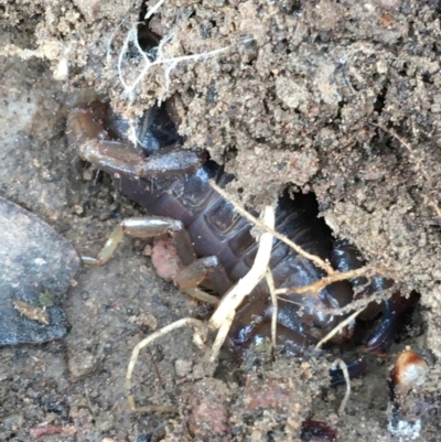Urodacus manicatus (Black Rock Scorpion) at QPRC LGA - 14 Jun 2021 by Ned_Johnston