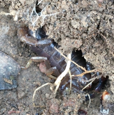Urodacus manicatus (Black Rock Scorpion) at Burra, NSW - 14 Jun 2021 by NedJohnston