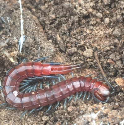 Scolopendromorpha (order) (A centipede) at O'Connor, ACT - 1 Jun 2021 by Ned_Johnston