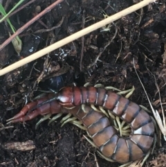 Cormocephalus aurantiipes (Orange-legged Centipede) at Bruce Ridge - 1 Jun 2021 by NedJohnston