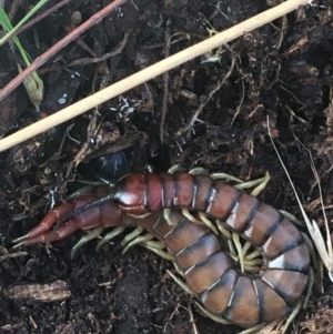 Cormocephalus aurantiipes at Bruce, ACT - 1 Jun 2021 10:40 AM