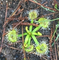 Drosera (genus) (A Sundew) at Mulloon, NSW - 23 May 2021 by NedJohnston