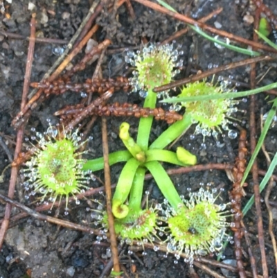 Drosera (genus) (A Sundew) at Mulloon, NSW - 23 May 2021 by NedJohnston